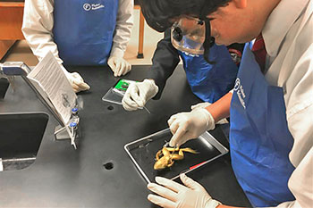 Students dissecting a frog in a science class at The Young Men's Leadership Academy at Eugene Butler Middle School.